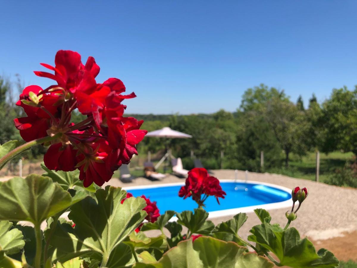 Вилла Fruska Pool House Sremska Kamenica Экстерьер фото